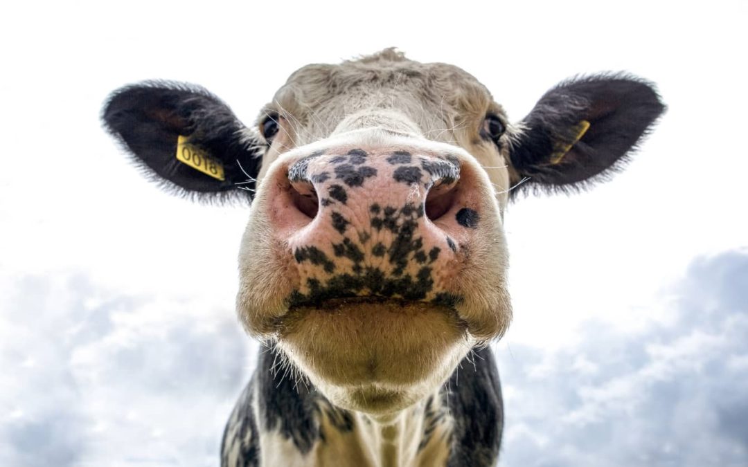 Dairy: Good, Bad or just Plain Ugly?