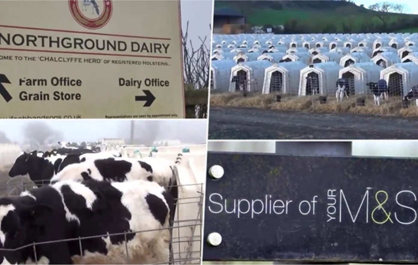 Animal welfare issues at M&S 'trusted' dairy farms, calves in small pens, cows huddled in small yard, wire fencing
